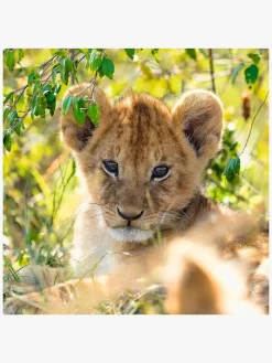 Ravensburger Puslespil Panda, Lion and Tiger 3x49 Brikker